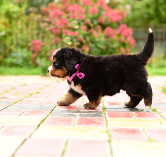 5 weeks 2
