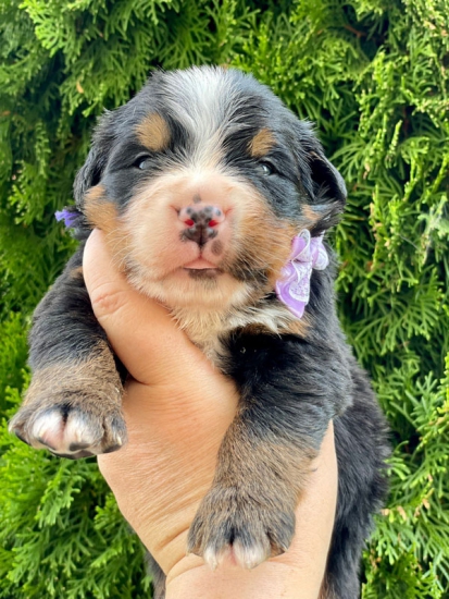 m lilac 3 weeks