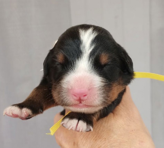 m yellow 2 days