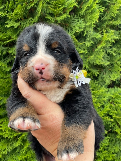m yellow 3 weeks