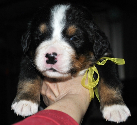 m yellow 3 weeks