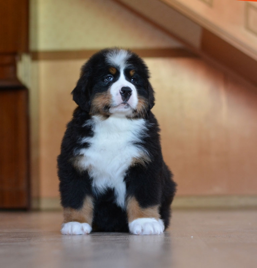 7 weeks 1