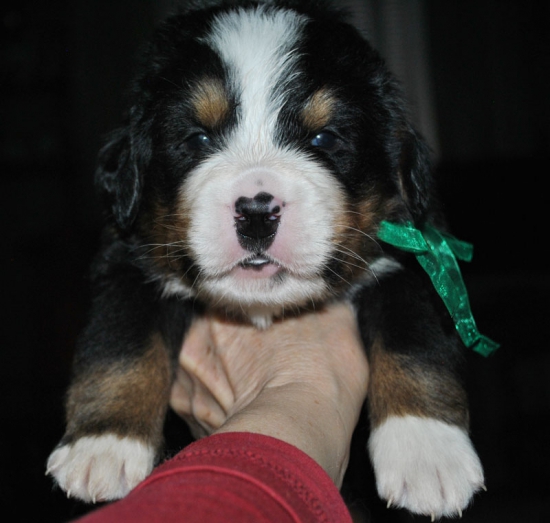 m green 3 weeks
