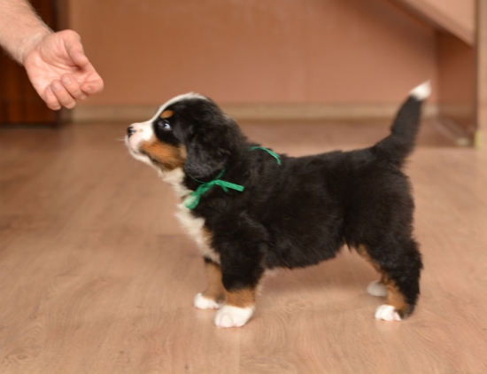 m green 5 weeks