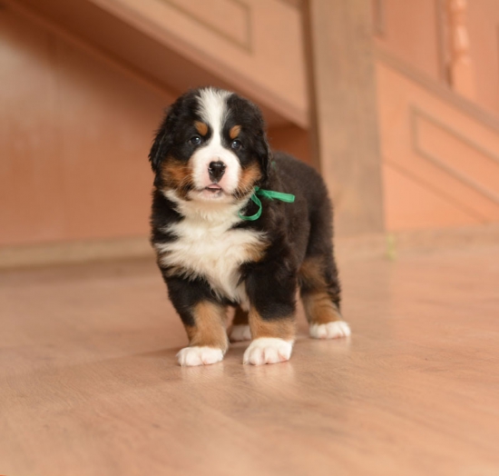 m green 5 weeks 7