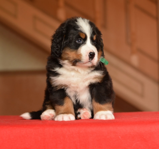 m green 5 weeks 8