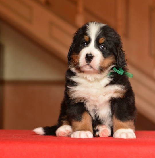 m green 5 weeks 9