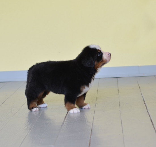 5 weeks 10
