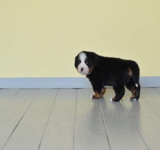5 weeks 2