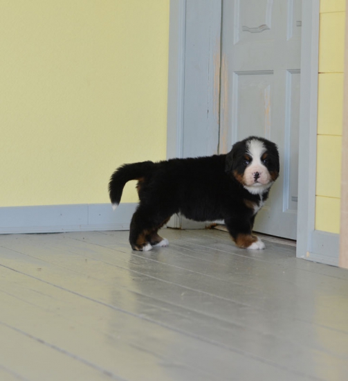 5 weeks 3