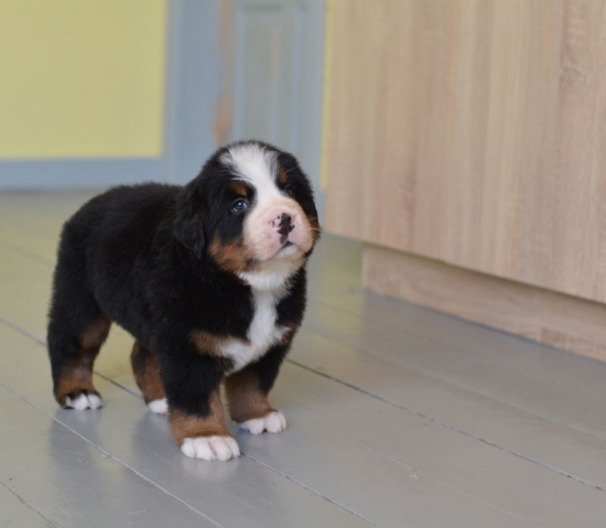 5 weeks 5