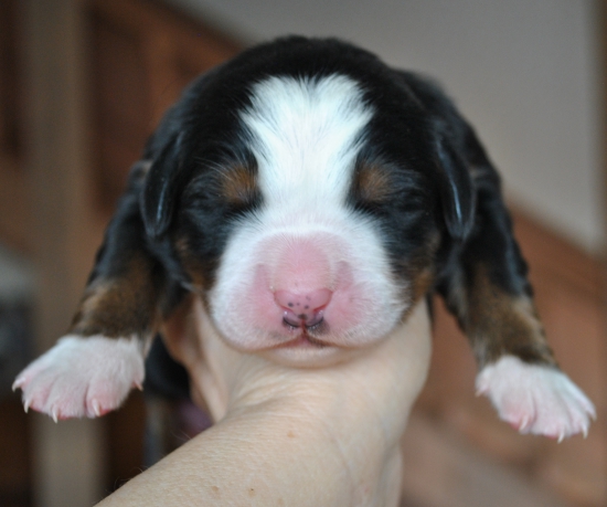 girl 6 days