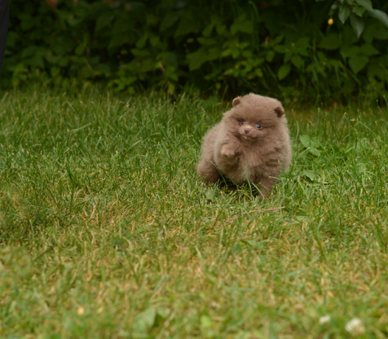 7 weeks 8