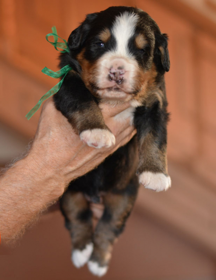 17 days boy 1