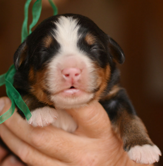 boy 3 days