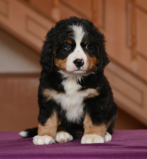 red 7 weeks