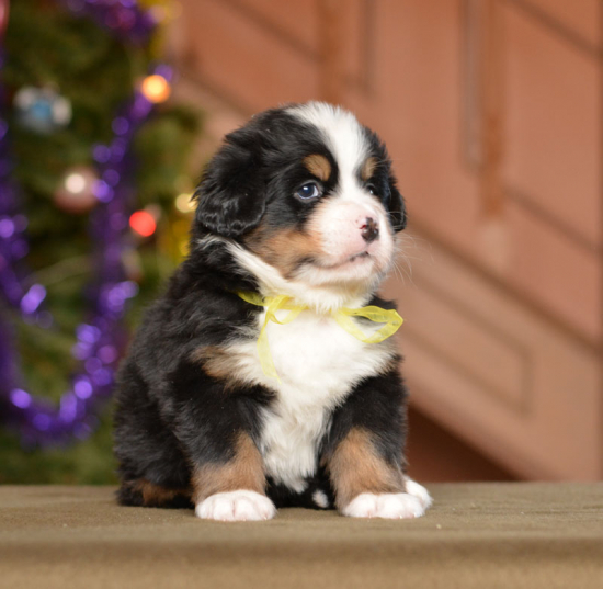 5 weeks