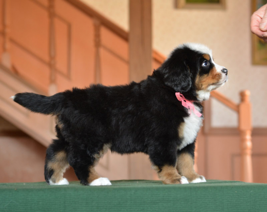 6 weeks 2