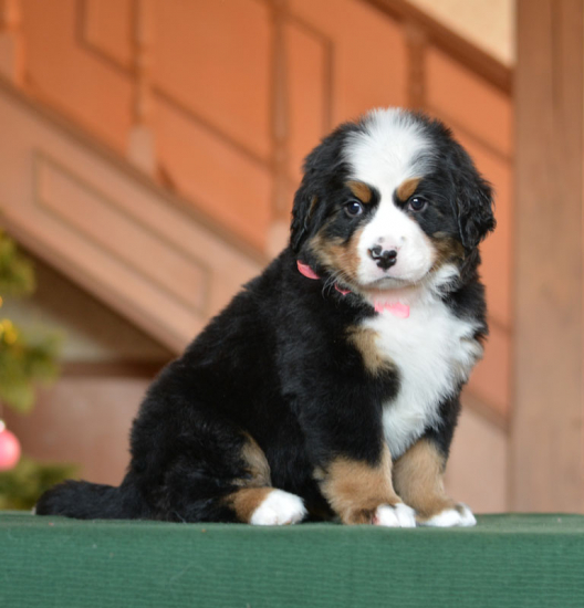 6 weeks 3