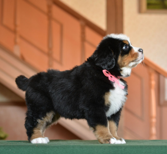 6 weeks 6