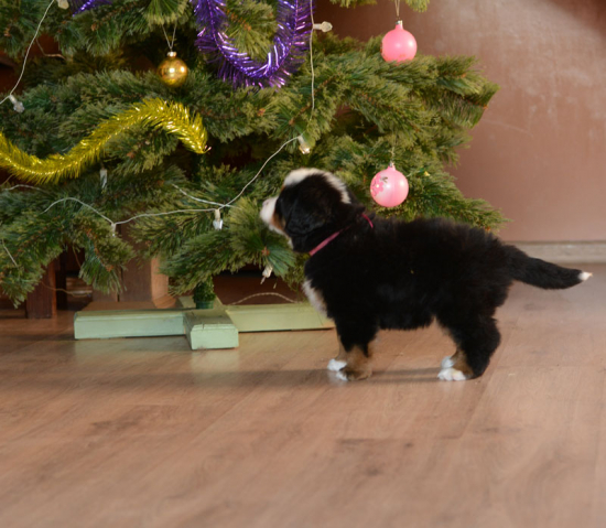 6 weeks 8