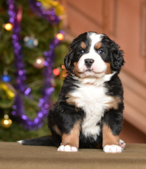 5 weeks