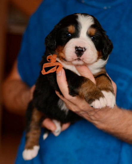 f orang 3 weeks
