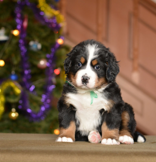 5 weeks