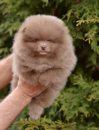 7 weeks