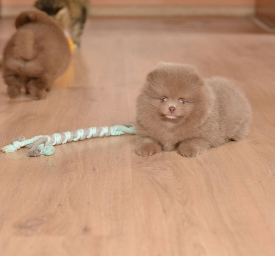 7 weeks 4