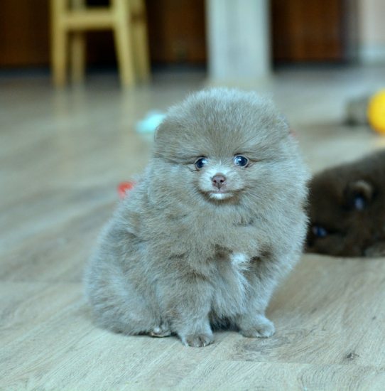 7 weeks 12