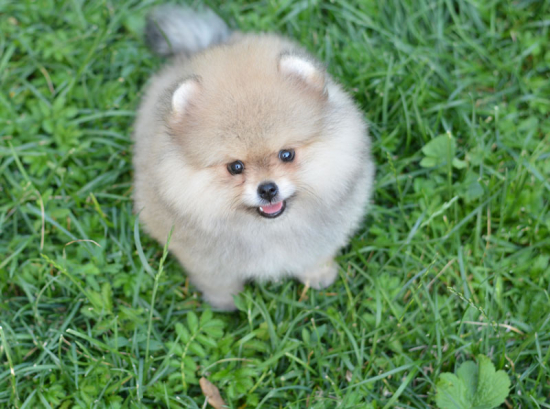 8 weeks