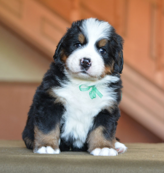 green 5weeks 
