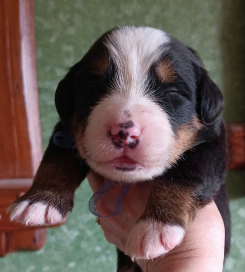 blue 14 days