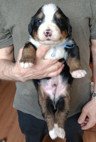 blue 3 weeks
