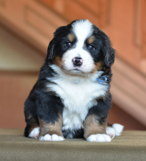 blue 5 weeks 