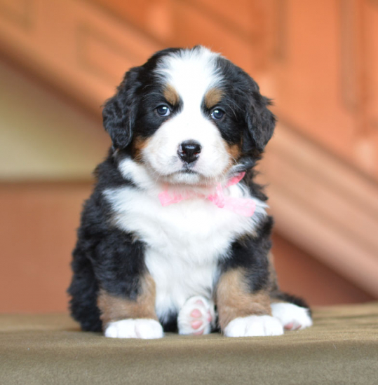 pink 5 weeks 1 