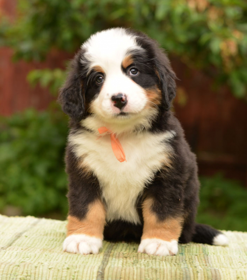 6 weeks 1