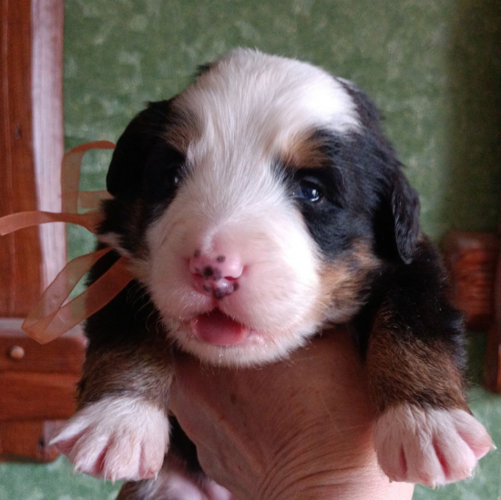orang 14 days