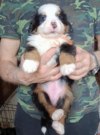orang 4 weeks
