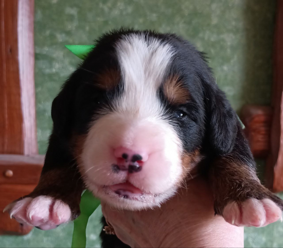 salad 14 days