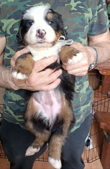 white 4 weeks