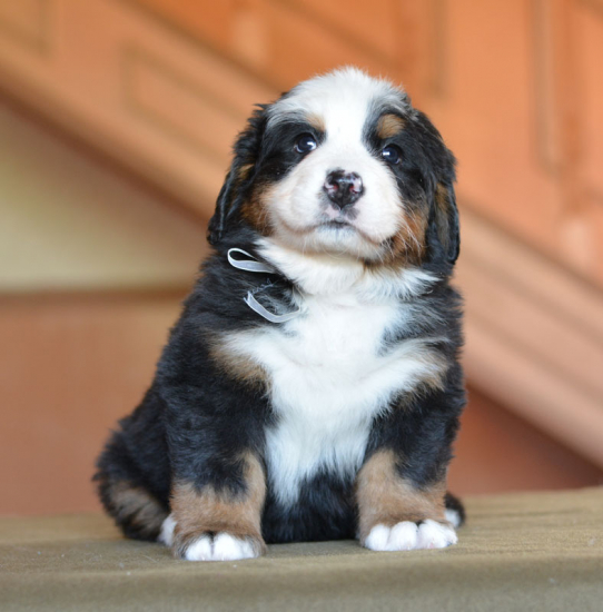 white 5 weeks 