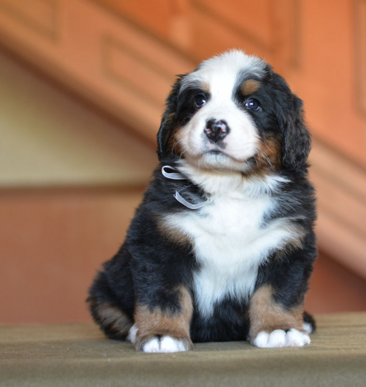 white 5 weeks 2 