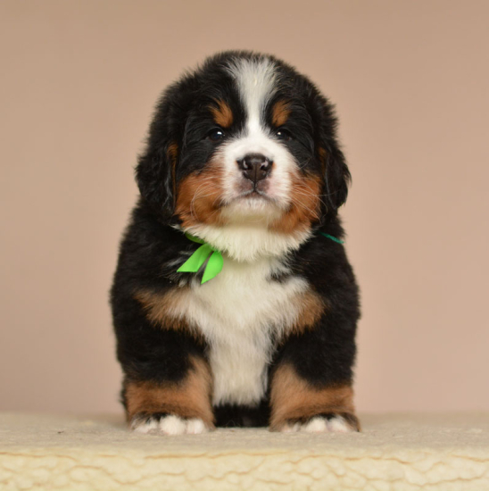6 weeks 3