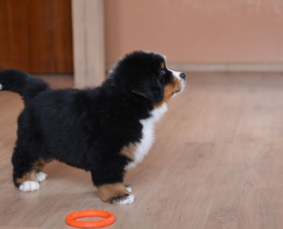 8 weeks