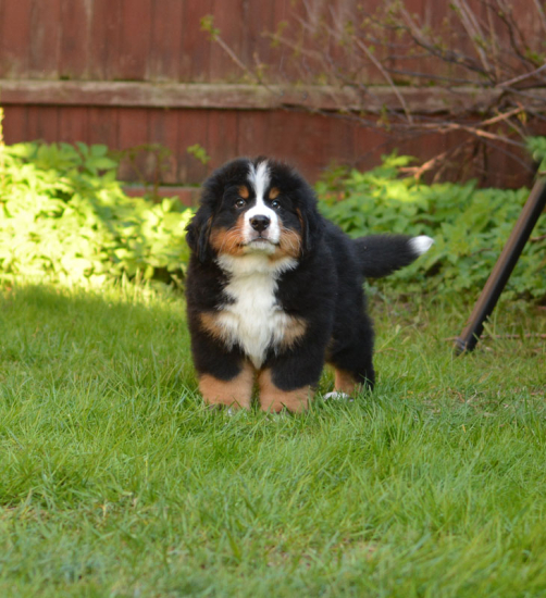 9 weeks