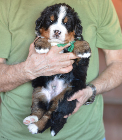 m green 4 weeks