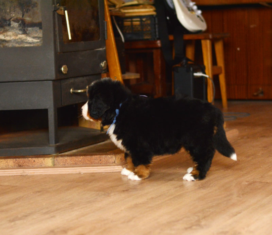 6 weeks 4