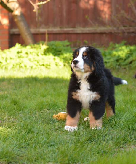 9 weeks 3